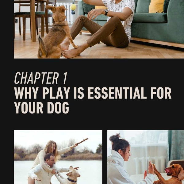 The Ultimate Guide to Dog Play:  eBook